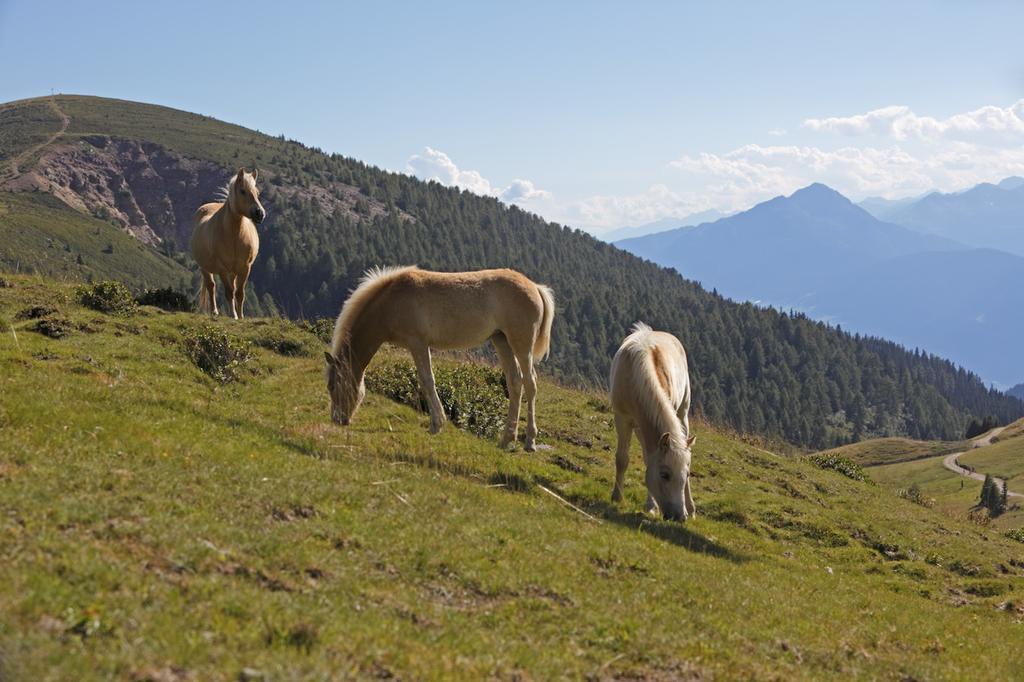 Chalet Hafling Leckplatt エクステリア 写真